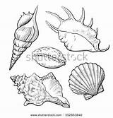 Shell Conch Template sketch template