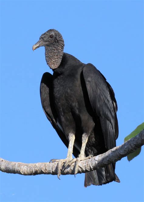 black vulture coragyps atratus penuelas  chile quepos costa