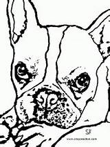 Coloring Terrier Boston Pages Related sketch template