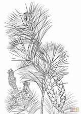 Pine Coloring Cone Pages Tassel Tree Printable Drawing Designlooter Click Drawings Template 1440px 98kb 1020 sketch template