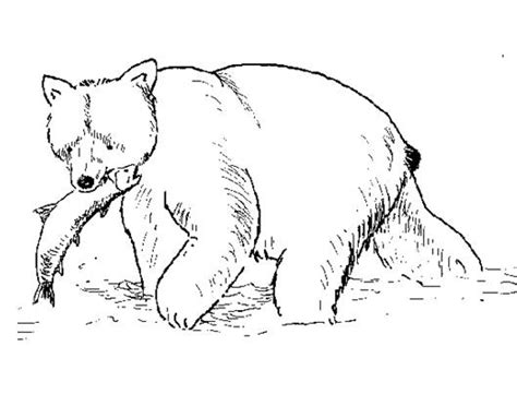 honey lover bear  bear coloring pages  printables
