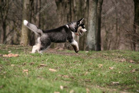 siberian husky running   grass stock photo  sbolotova