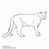 Lion Cougars Colering Stencil sketch template