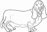 Hound Basset Coloring Pages Dog Draw Color Getcolorings Bassett Print Drawing Bassethoundtown Printable Choose Board Dragoart Step sketch template