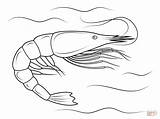 Shrimp Coloring Pages Crustacean Printable Drawing Kids 1199 83kb Sea sketch template