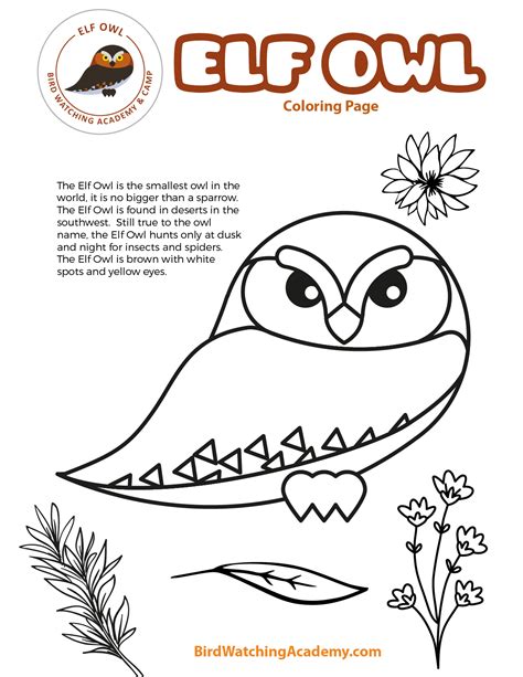 elf owl coloring page bird watching academy