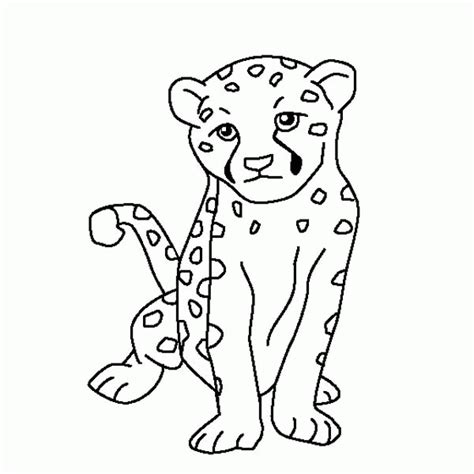 baby cheetah images coloring home