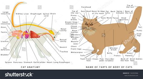 cat anatomy domestic cats anatomy cats image vectorielle de stock libre de droits