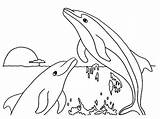 Coloring Dolphin Dolphins sketch template