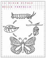Ciclo Monarch Worksheet Caterpillar Farfalla Vitale Schmetterling Borboleta Papillon Template Cycles Stages Raupe Colorir Butterflies Multiplication Animal Scienze Cykl Motyl sketch template
