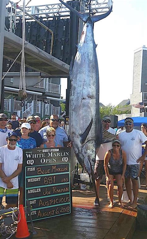 lb blue marlin highlights day  white marlin open action ocean city md fishing