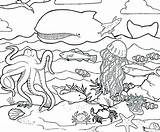 Coloring Sea Life Pages Realistic Ocean Getcolorings Fancy sketch template