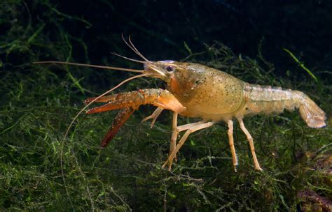crayfish  care feeding  breeding  freshwater crayfish