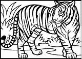 Tiger Coloring Pages Print sketch template