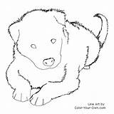 Collie Border Coloring Puppy Dog Pages Color Line Drawings Puppies Own Additions Designlooter Visit Pup Webdesign Website sketch template