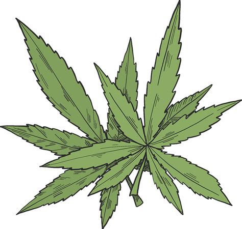 marijuana png transparent  png image