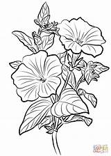Colorear Petunia Coloring sketch template