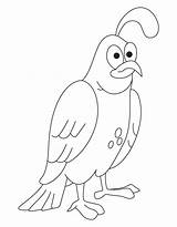 Quail Coloring Pages Clipart California Drawing Common Printable Kids Missouri Getdrawings Sketch Library Popular Books sketch template