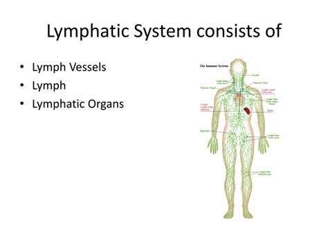 Ppt Lymphatic System Powerpoint Presentation Free Download Id 2701895
