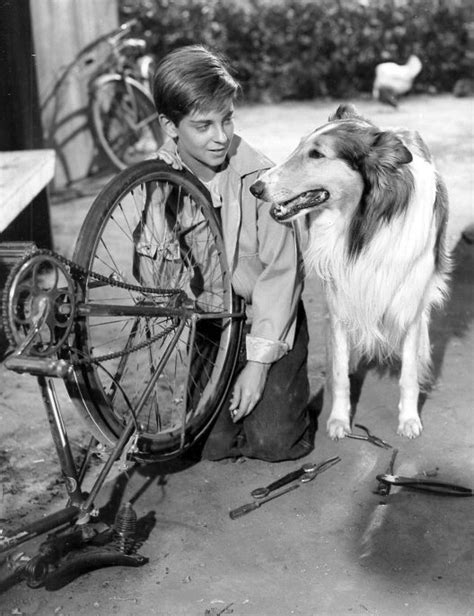 File Lassie And Tommy Rettig 1956  Wikimedia Commons