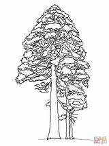 Sequoia Redwood Coloring Giant Tree Pages Drawing California State Printable Pine Kids Color Trees Line Drawings sketch template