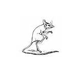 Jerboa Coloring Pages Animals sketch template