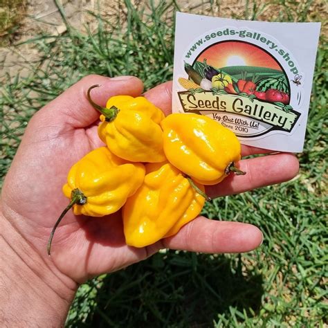 seeds habanero yellow price