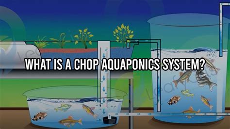 chop aquaponics system youtube