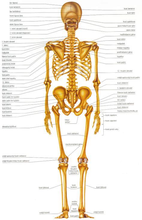 kosti cloveka images fyzioterapia zdravie ludske telo