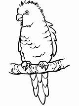 Parrot Coloring Perched Supercoloring Parrots Clipart Na sketch template