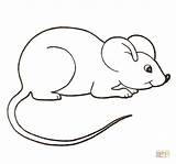 Tikus Mewarnai Ausdrucken Maus Hausmaus Myszka Kolorowanka Mysz Kolorowanki Domowa Urocza Supercoloring Mice Raton Niedliche Malvorlagen Mäuse Vorlagen Rato Tk sketch template