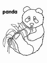 Coloring Panda Colorare Hibernation Disegni Pandas Getcolorings sketch template