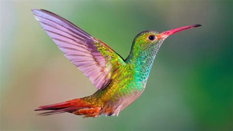 real hummingbird         beautiful