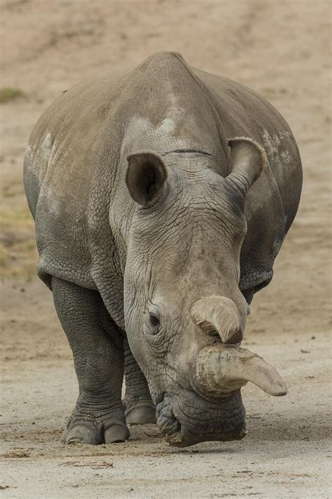 Imminent Extinction Of Northern White Rhinoceros Motivates