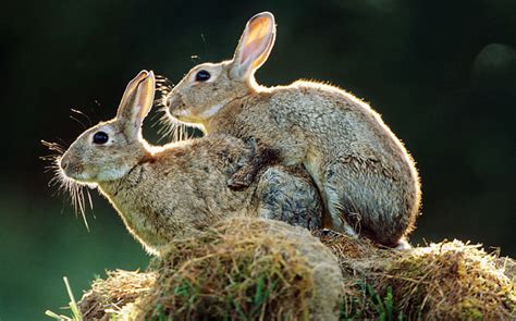 German Rabbit Breeders Slam Pope S Don T Breed Like