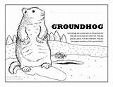 Groundhog Activity sketch template