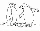 Penguin Coloring Penguins Pages Color Adelie Family Kids Print Pair Their Nest Arnold Caroline Books Cartoons Animal sketch template