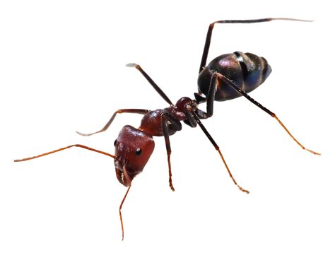 ant png