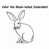 Rabbit Jack Coloring 230px 42kb sketch template