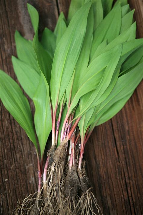 View Freshed Picked Wild Leeks Ramps By Stocksy Contributor Alicia