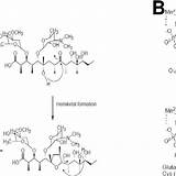 Hydrolysis Amoxicillin Chloramphenicol Catalyzed Penicillin Mechanism Acetylation Acetyl Lactamase sketch template