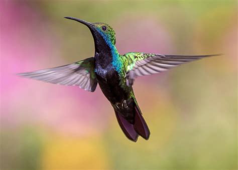 hummingbirds    colors  greater spectrum  human eye