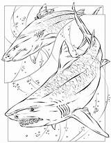 Requin Coloriage sketch template