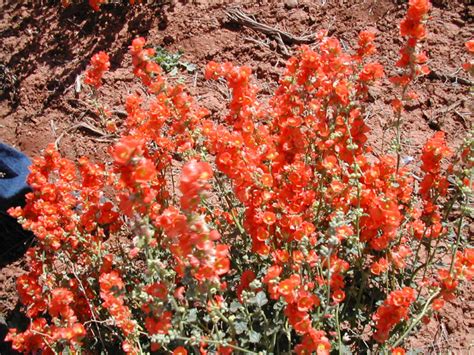 small leaf globemallow sphaeralcia parvifolia great basin