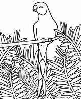 Parrot Coloring Pages Realistic Printable Cool2bkids Kids sketch template