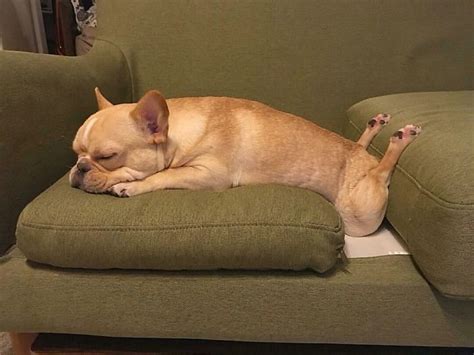 times dogs managed  fall asleep  awkwardly funny positions