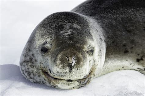 leopard seal cute