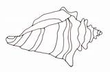 Conch Drawing Shell Draw Clipart Line Cliparts Sketch Clip Flies Lord Outline Drawings Community Library Clipartbest Getdrawings Choose Board sketch template