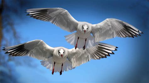 flying seagulls high definition wallpaper