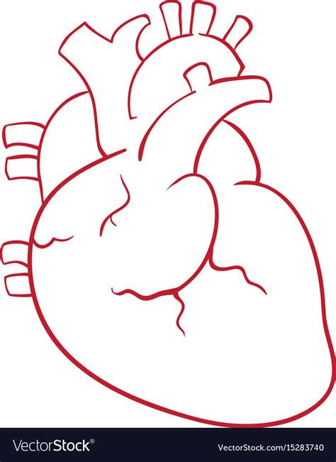 human heart draw royalty  vector image vectorstock